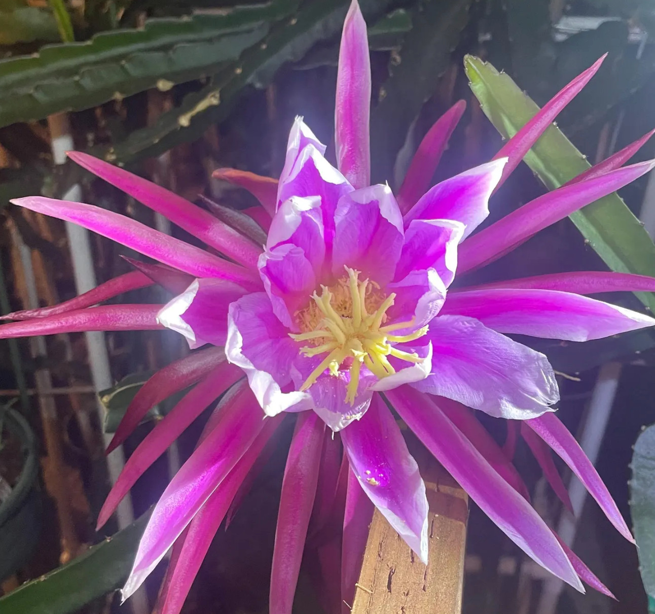 Celeste Dragon Fruit