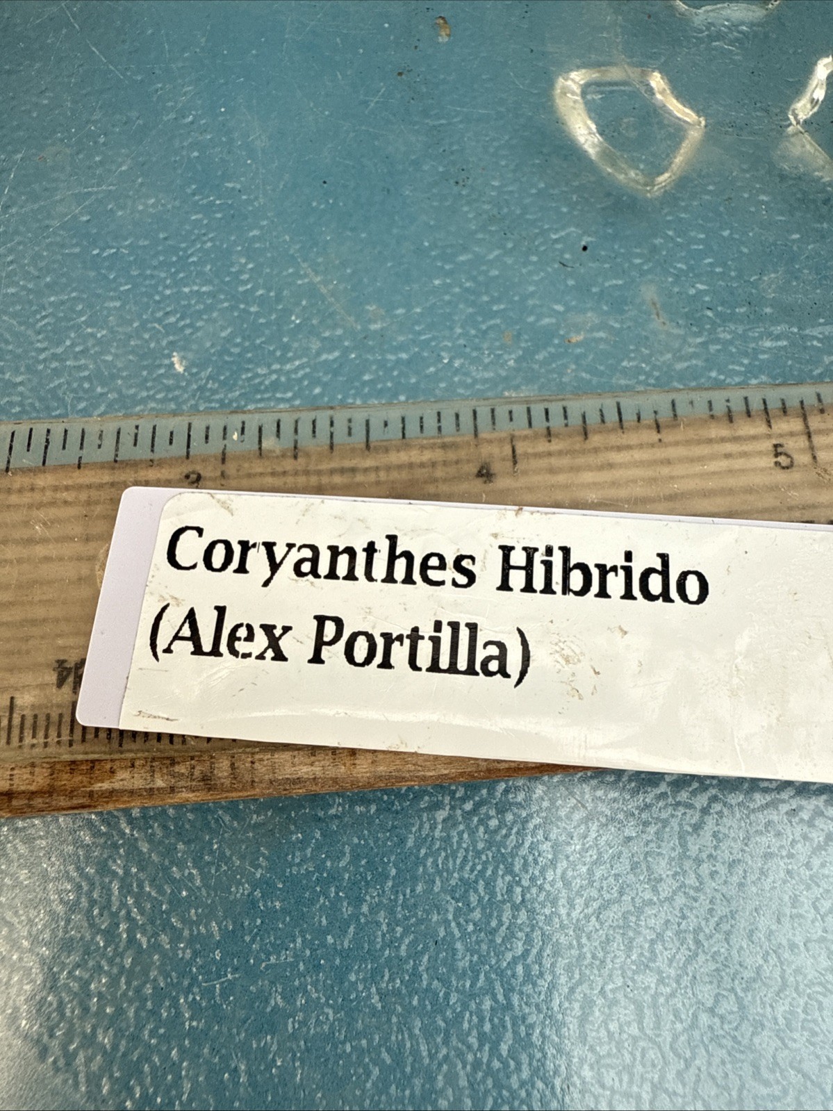 Coryanthes Alex Portilla (speciosa x bergoldii) Fragrant Pendulous Orchid 4” Pot