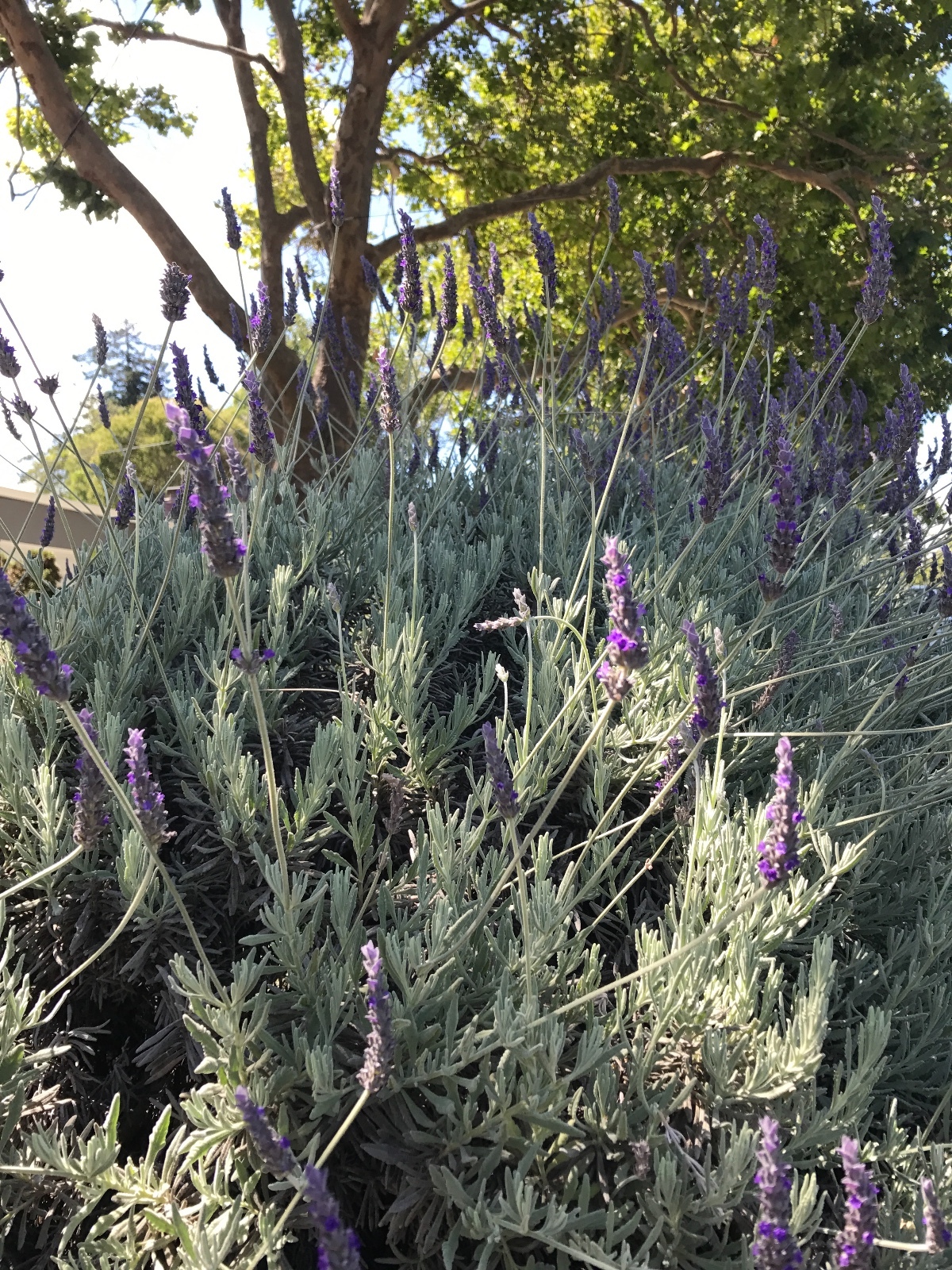 Organic Live California USA Lavender Cuttings