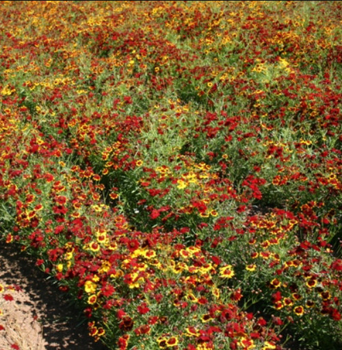 Coreopsis PLAINS SEMI-DWARF RED Heirloom Pollinators Bees USA Non-GMO 1000 Seeds