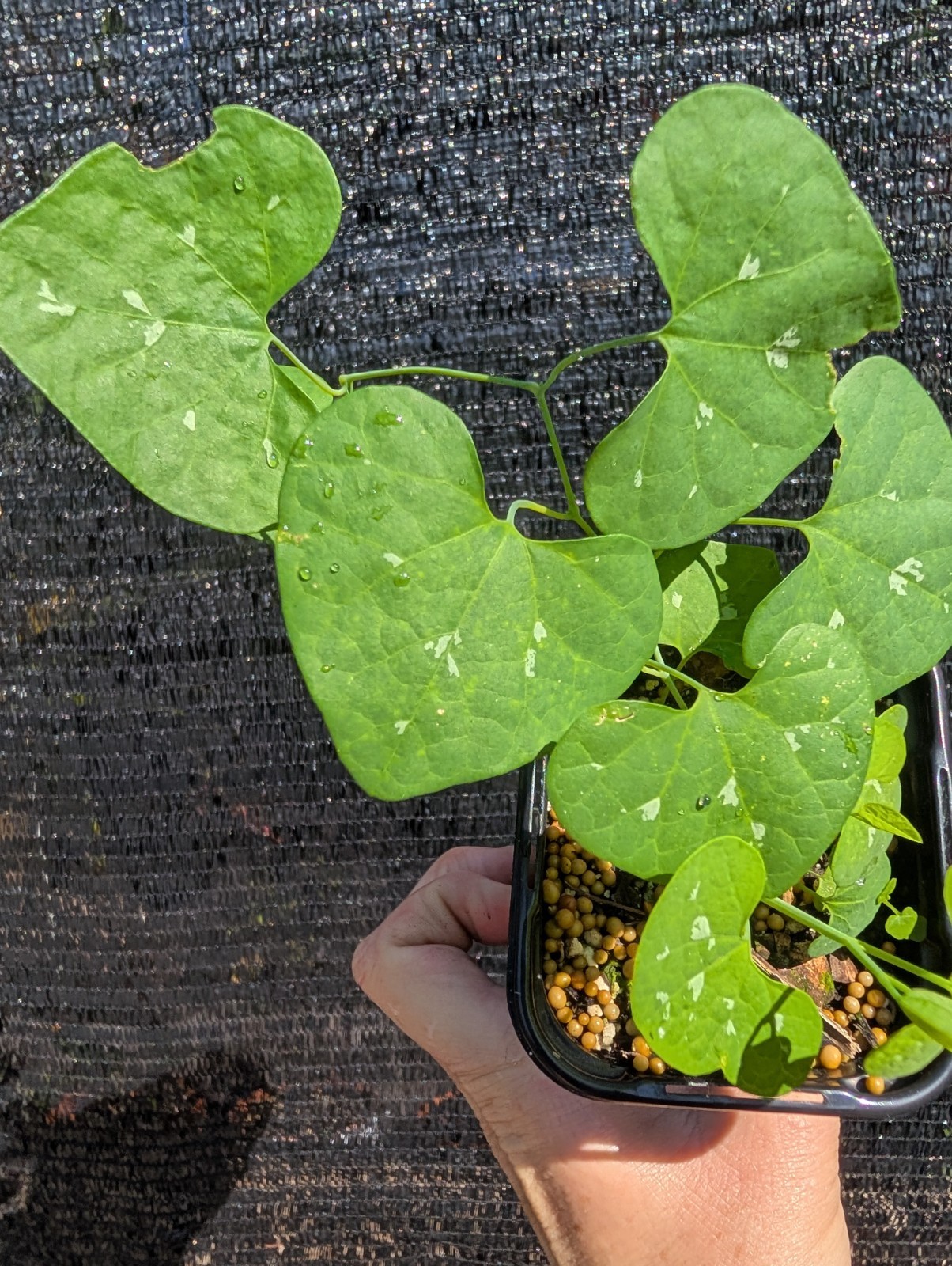 Aristolochia gigantea Brazilian Dutchman Vine Live Rooted Plant
