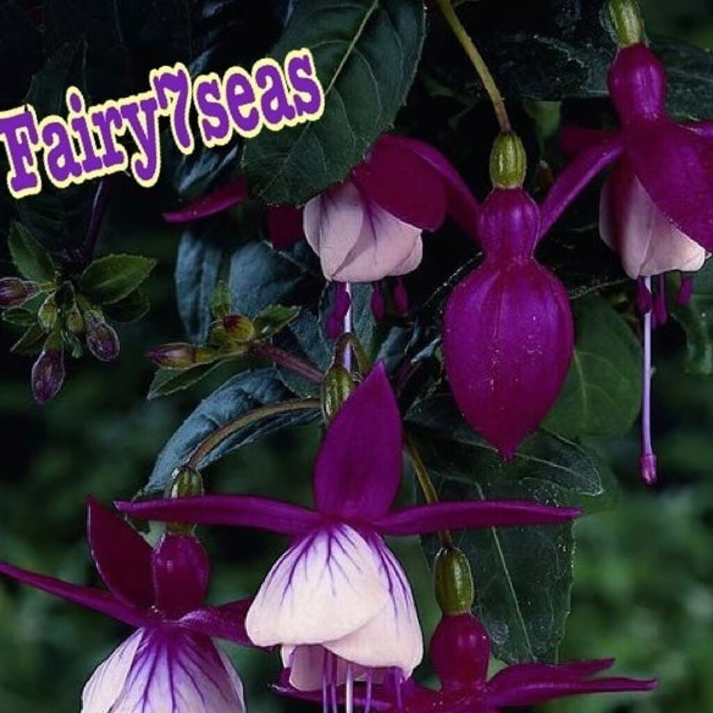 Fuchsia Flower Seeds – Deep Mauve- Floral Ballerina