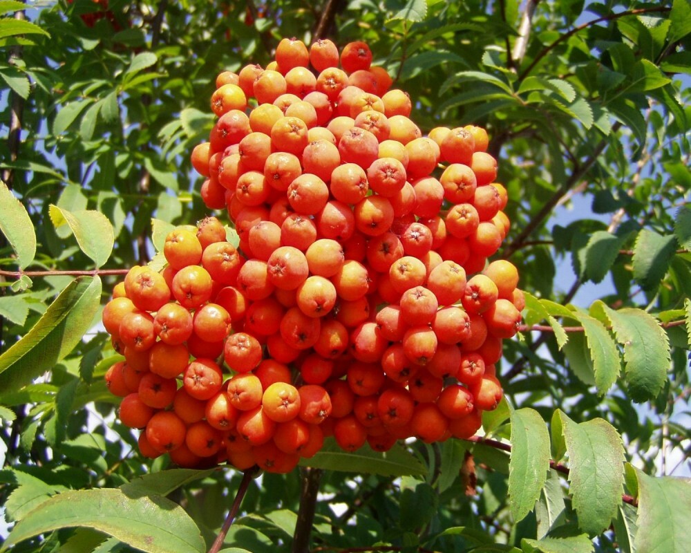 EUROPEAN MOUNTAIN ASH Sorbus Aucuparia – 20 SEEDS. FREE S&H