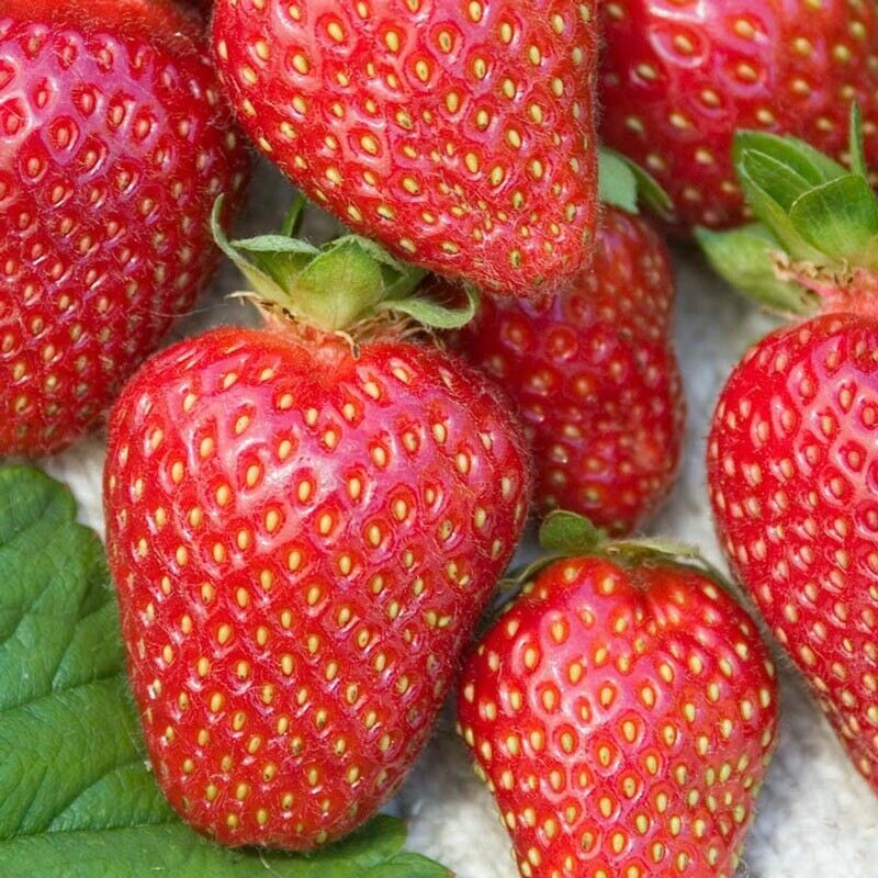 Allstar Junebearing Strawberry Plant (Lot Of 10 Plants)