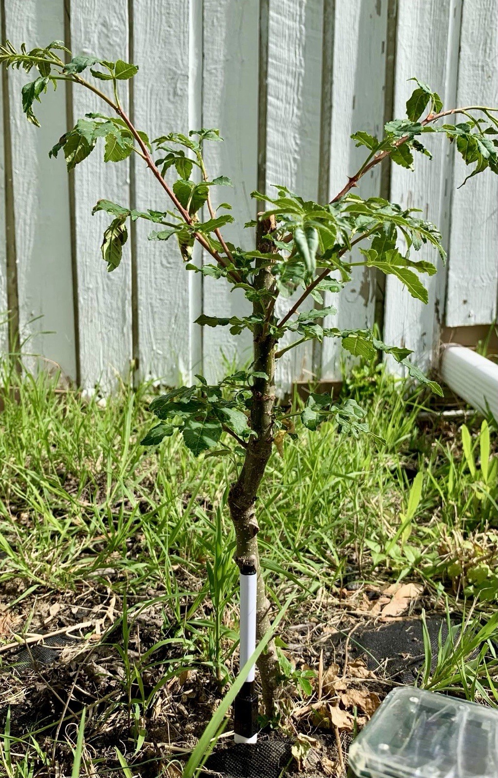 Chinese Pepper tree “Zanthoxylum” 2-3 Years Old With Roots New Leaves 15”-20”H