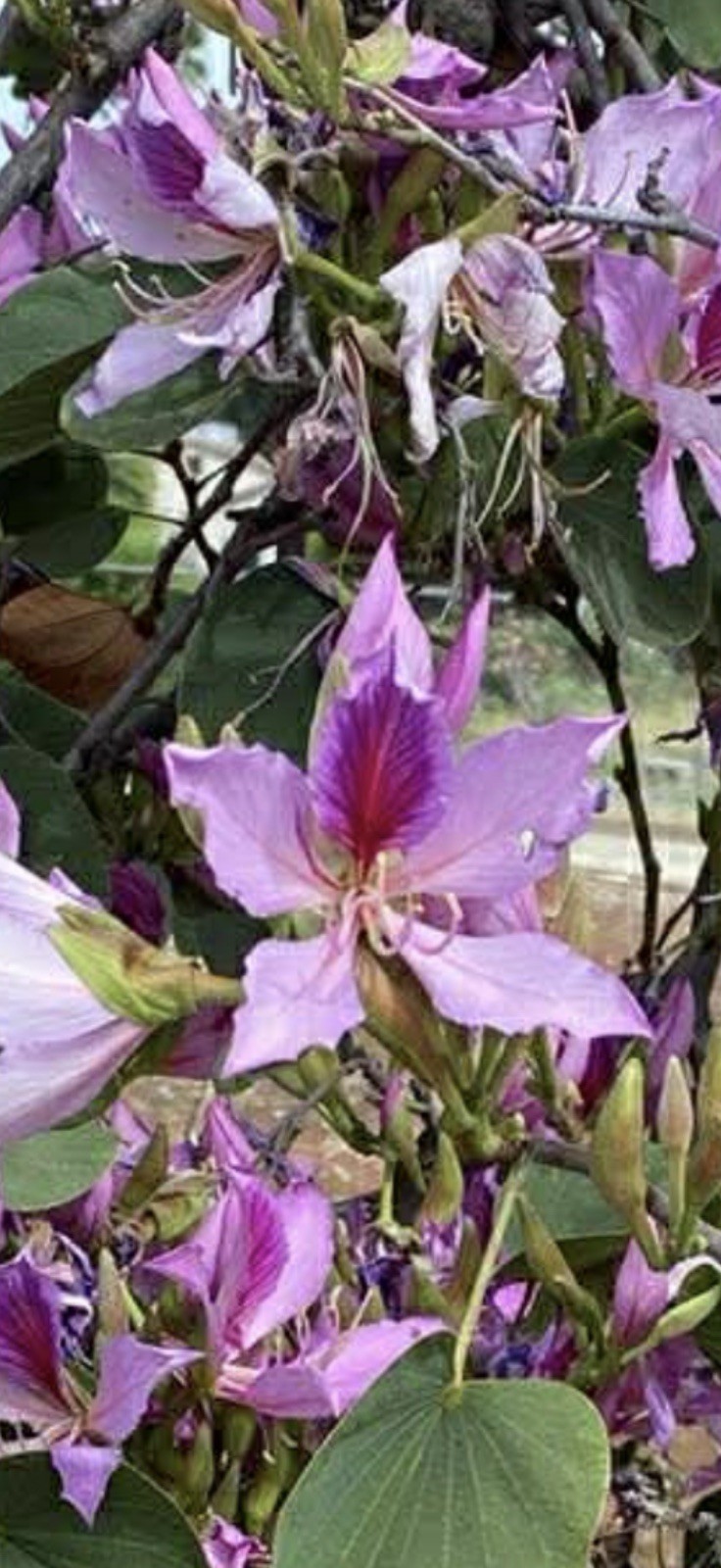 Orchid Tree Seeds 10 +2 – Bauhinia purpurea