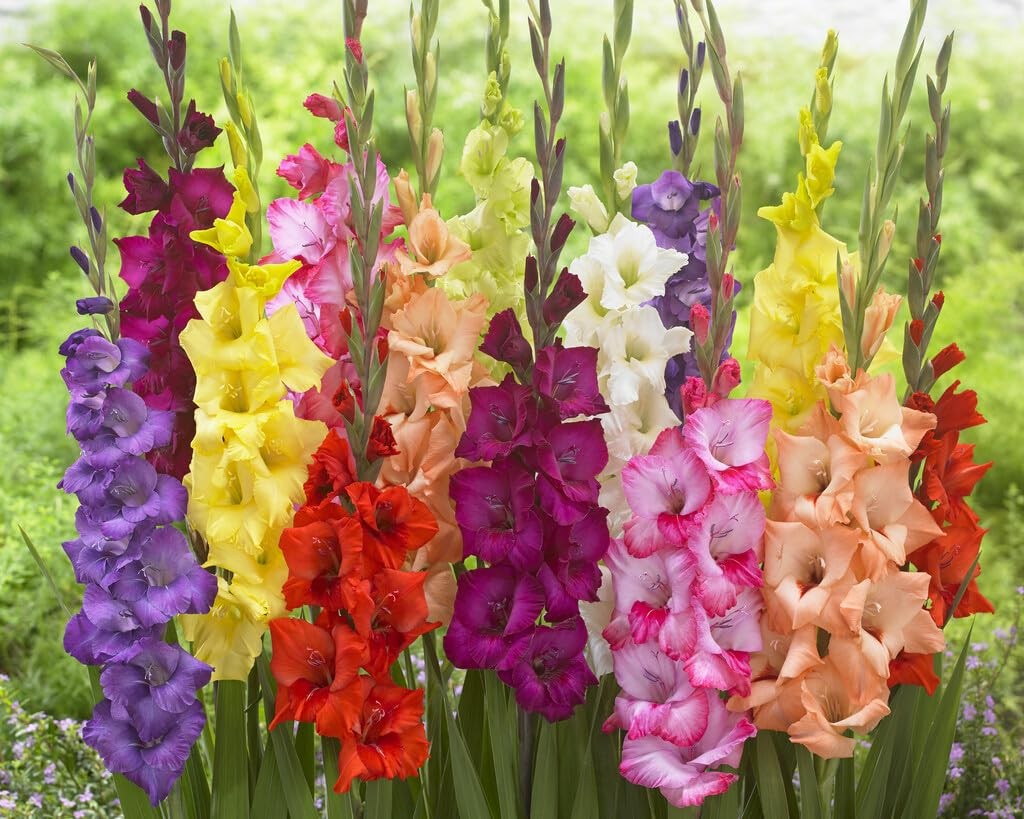 10 Gladiolus Bulbs, blue red green yellow white purple pink orange magenta