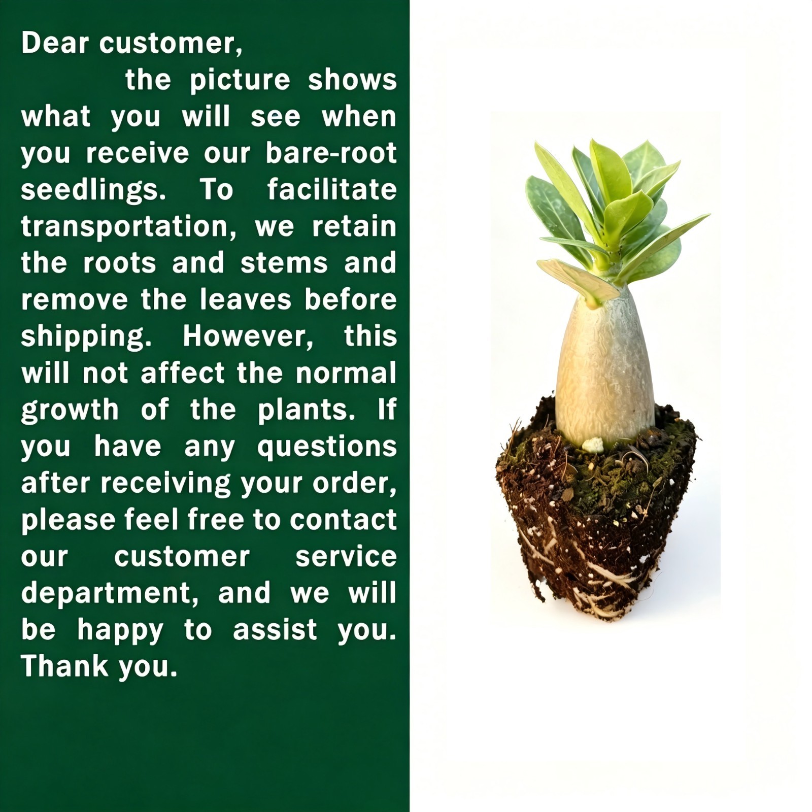 Rooted Bare Root Desert Rose, Easy Growing Indoor Patio Potted Decor