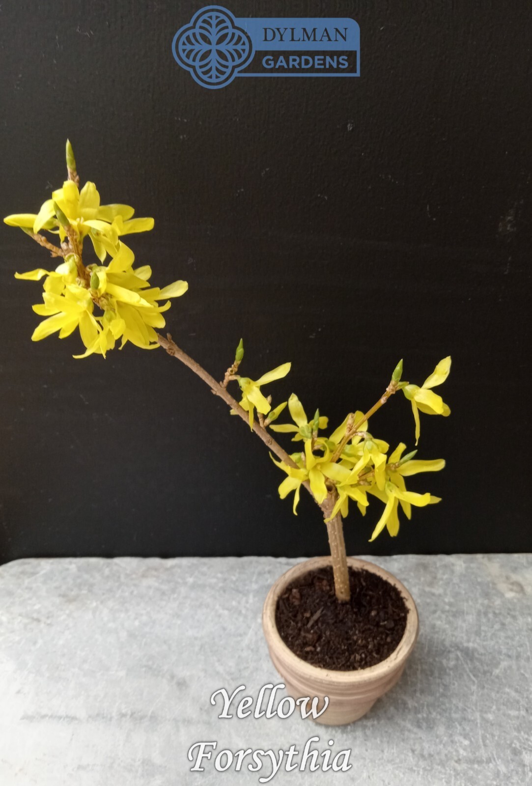 Forsythia Plant (Forsythia x intermedia) – Yellow Spring Blooms – Multiple Sizes
