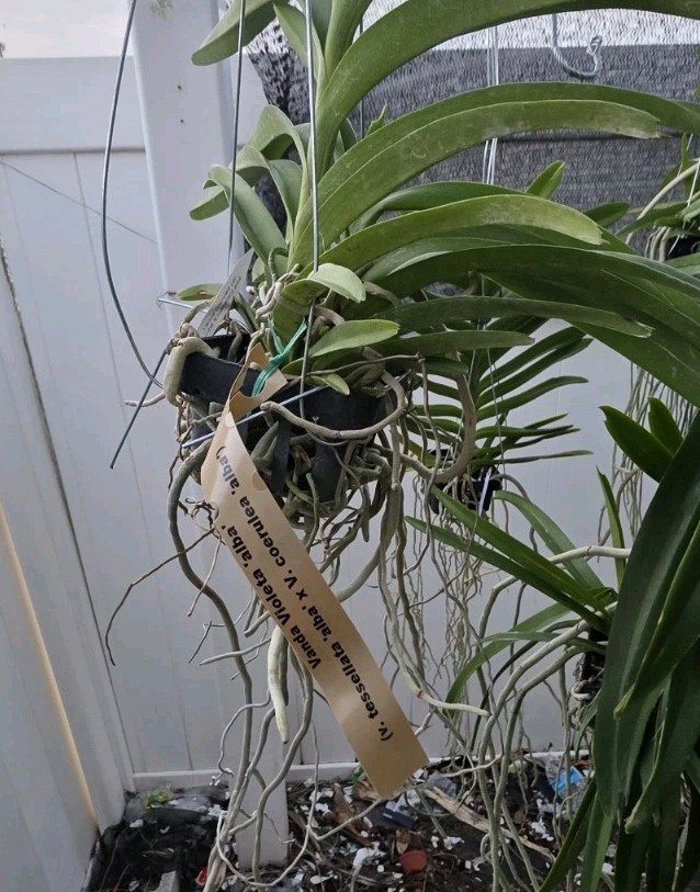 Vanda Violetta Alba Extremely Fragrant & Rare Double Plants Nbs/Bs