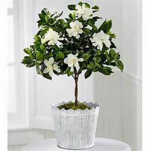 ~~VETCHII~~ Gardenia Jasminoides Plant~~ Intensely Fragrant Double White Flowers