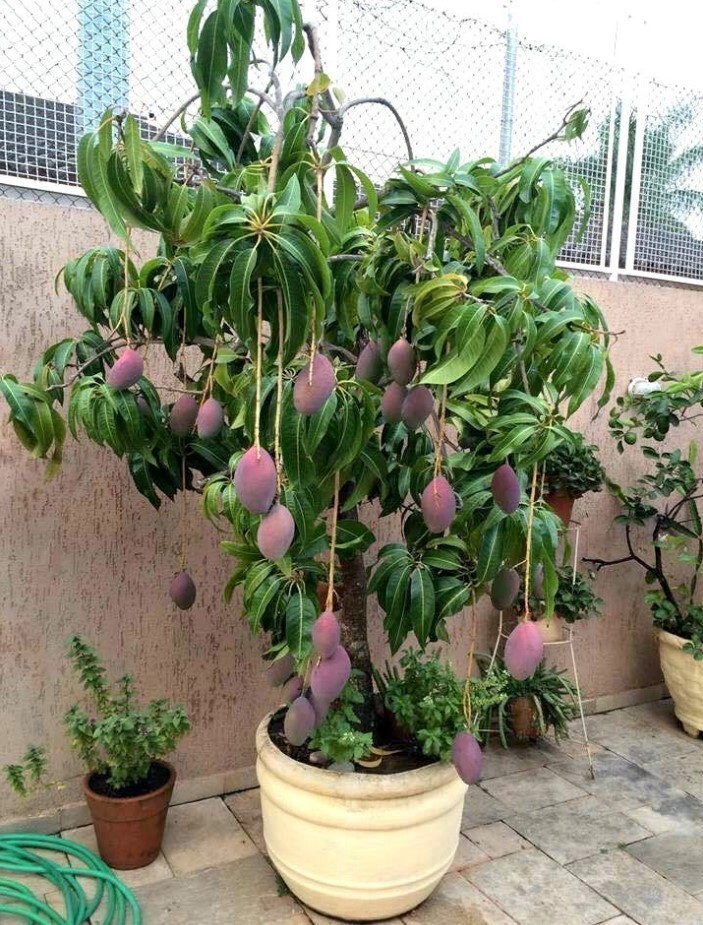 Irwin Dwarf Mango Starter Live Plant – 10-14″ Tall – Red Mango Tropical Fruit