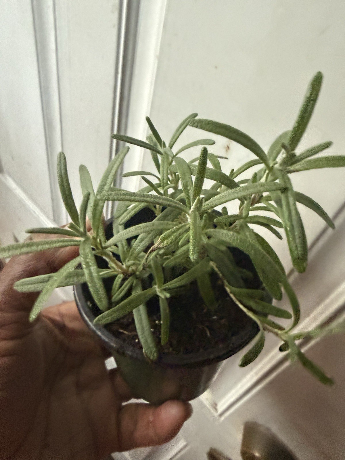 rosemary Plant
