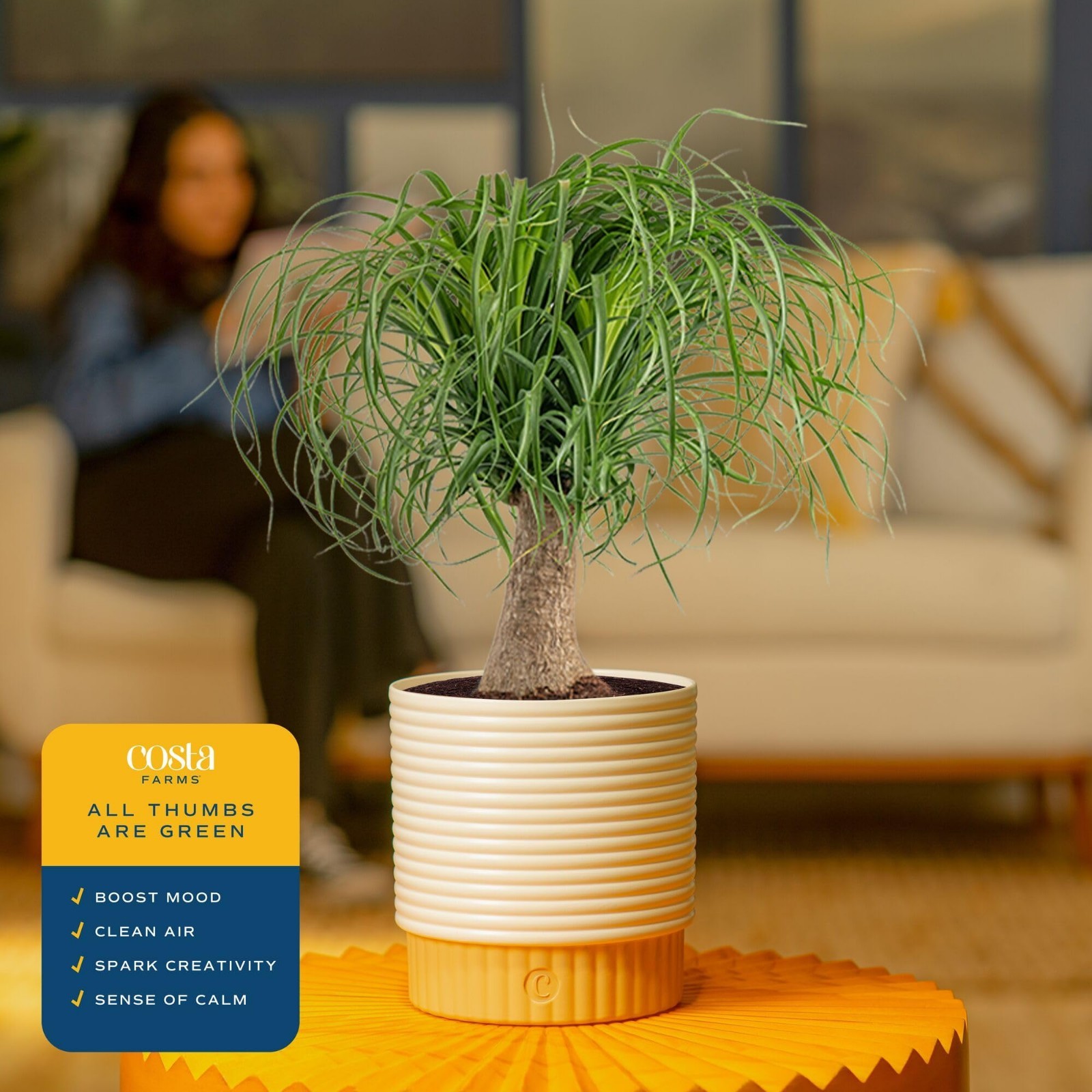 Ponytail Palm Live Plant in Decorative Pot – Easy Care Indoor Houseplant, 12-24″