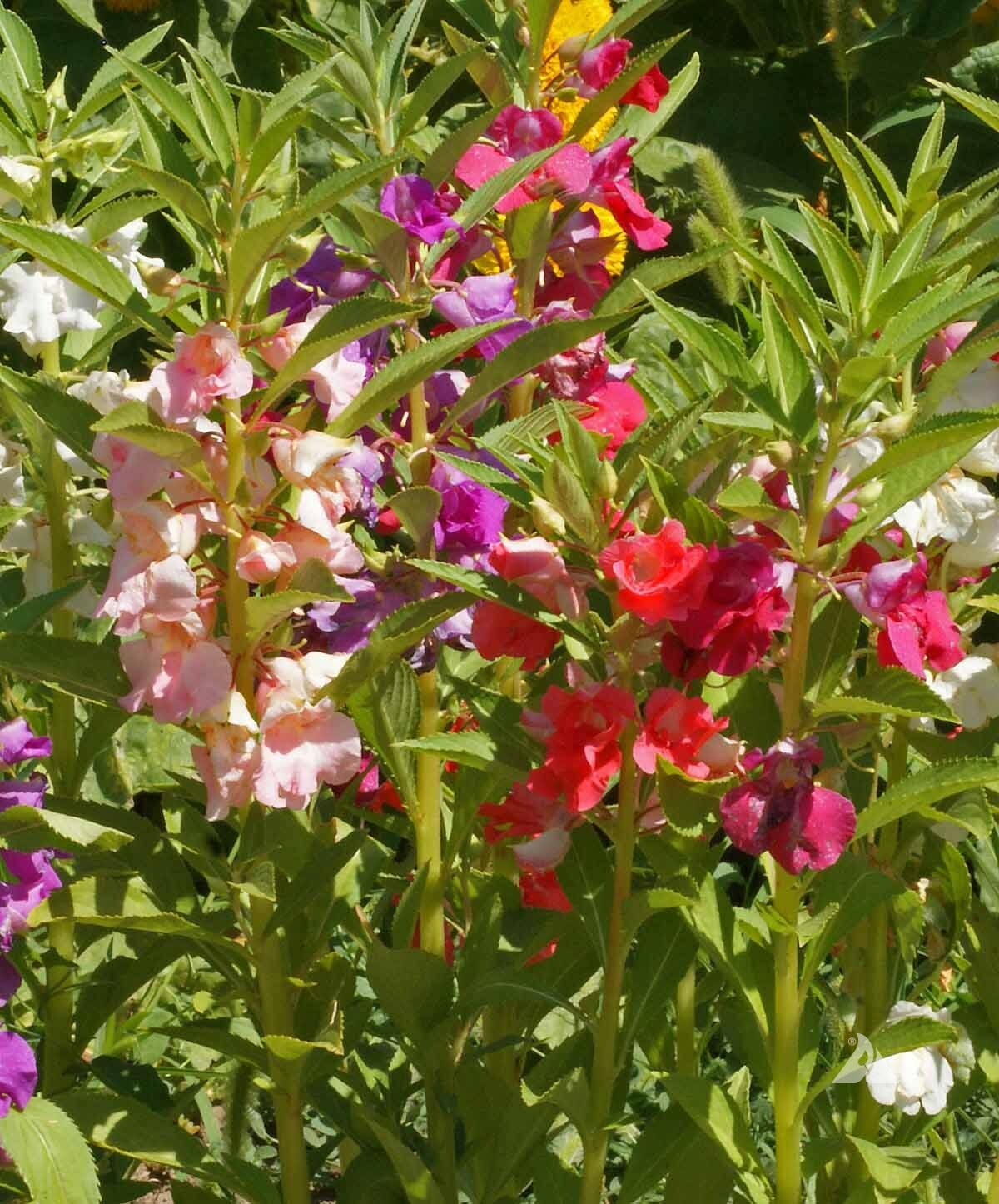 Balsam TOM THUMB MIX Impatiens Dwarf 12-16″ SHADE PART-SHADE Non-GMO 200 Seeds!
