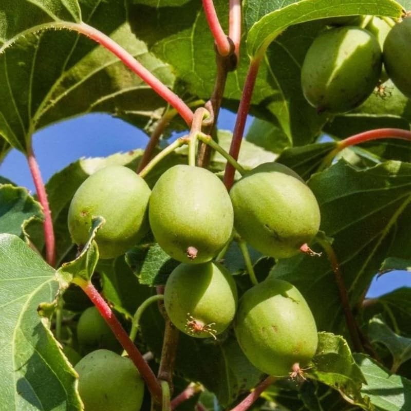 3 Hardy Kiwi 2 Issai and one male in 3.5 Inch Containers (3 Pots of Plants)