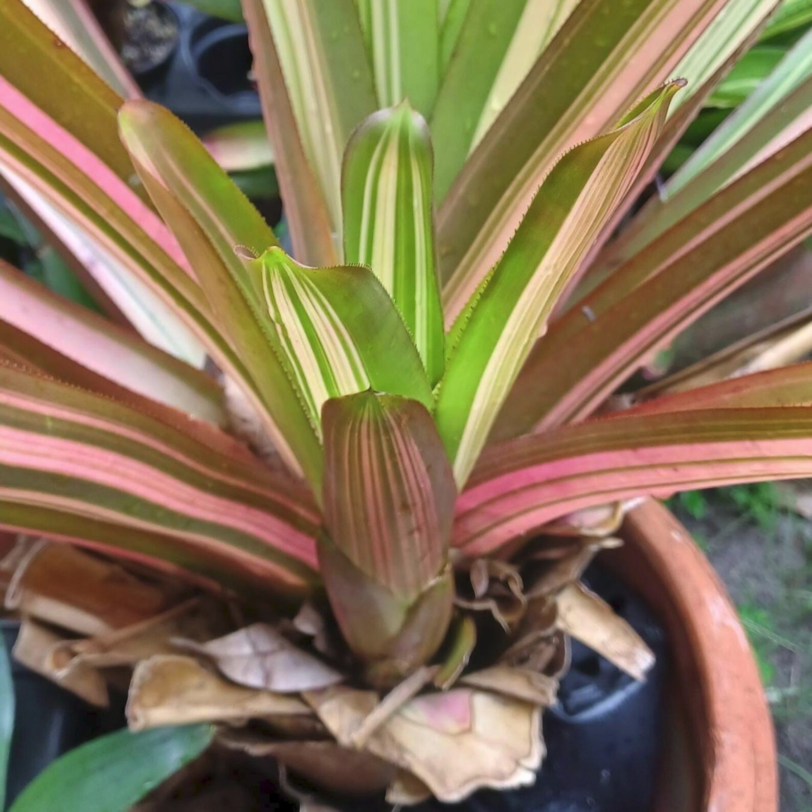 BUY 4 SAVE 15% BROMELIAD Aechmea PINK PANTIES Offset – Variegated Blanchetiana