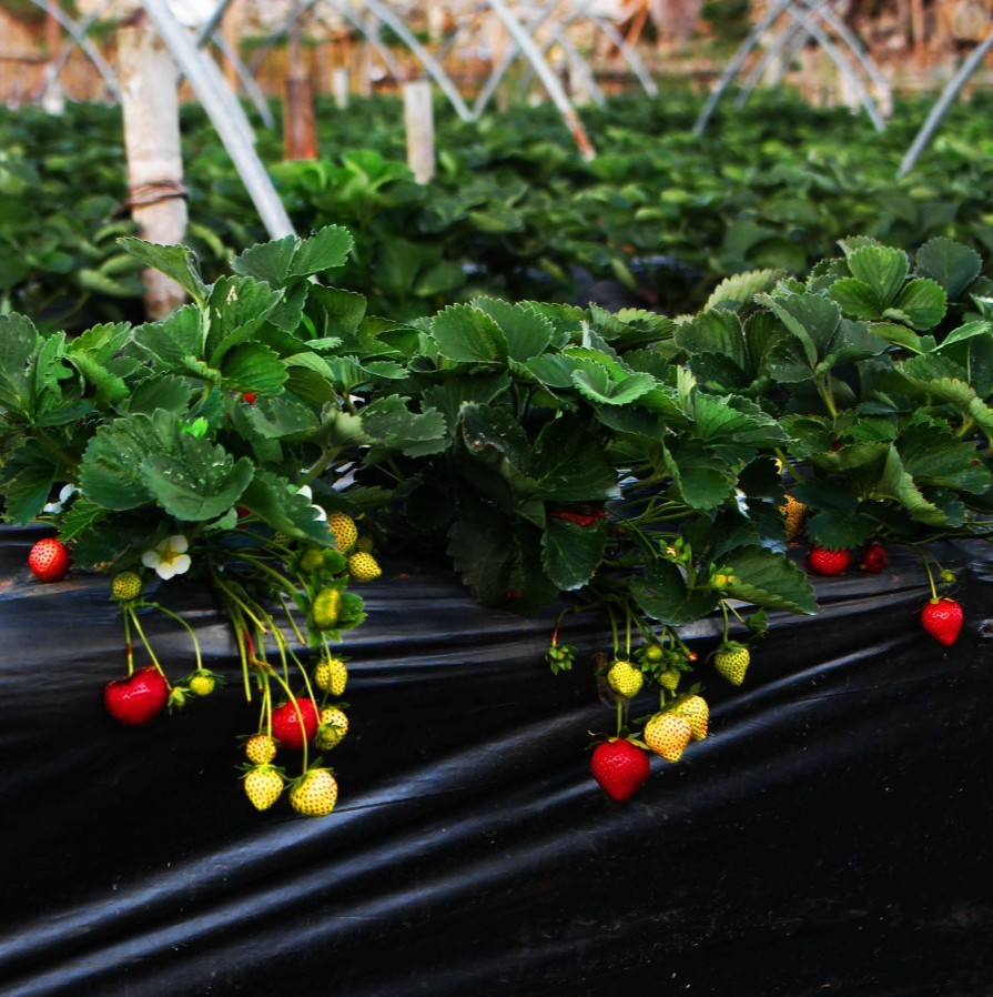 15 Sweet Charlie Strawberry Plants Heirloom Quality -INCREDIBLY SWEET BERRY-