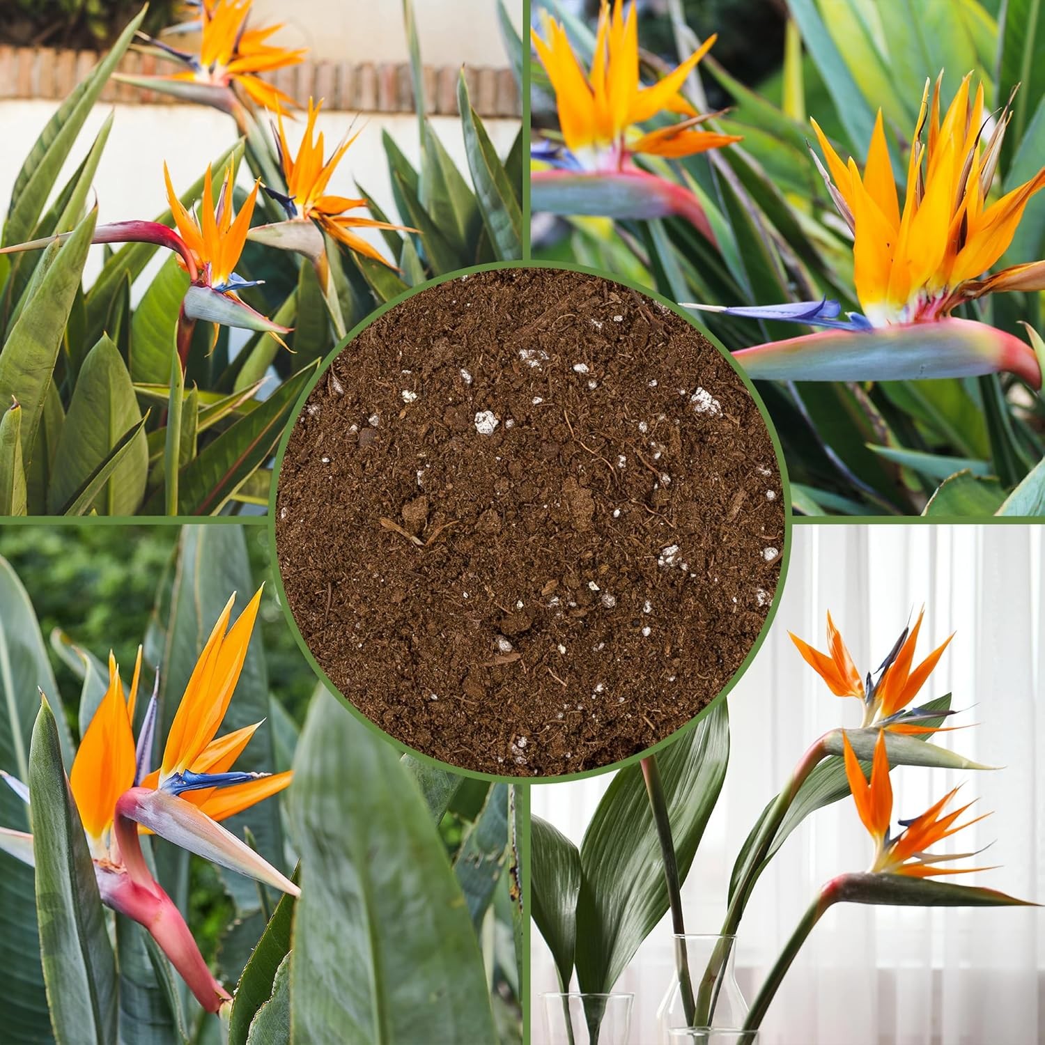 Bird of Paradise Potting Soil Mix (8 Quarts), All Natural for 8 Quarts