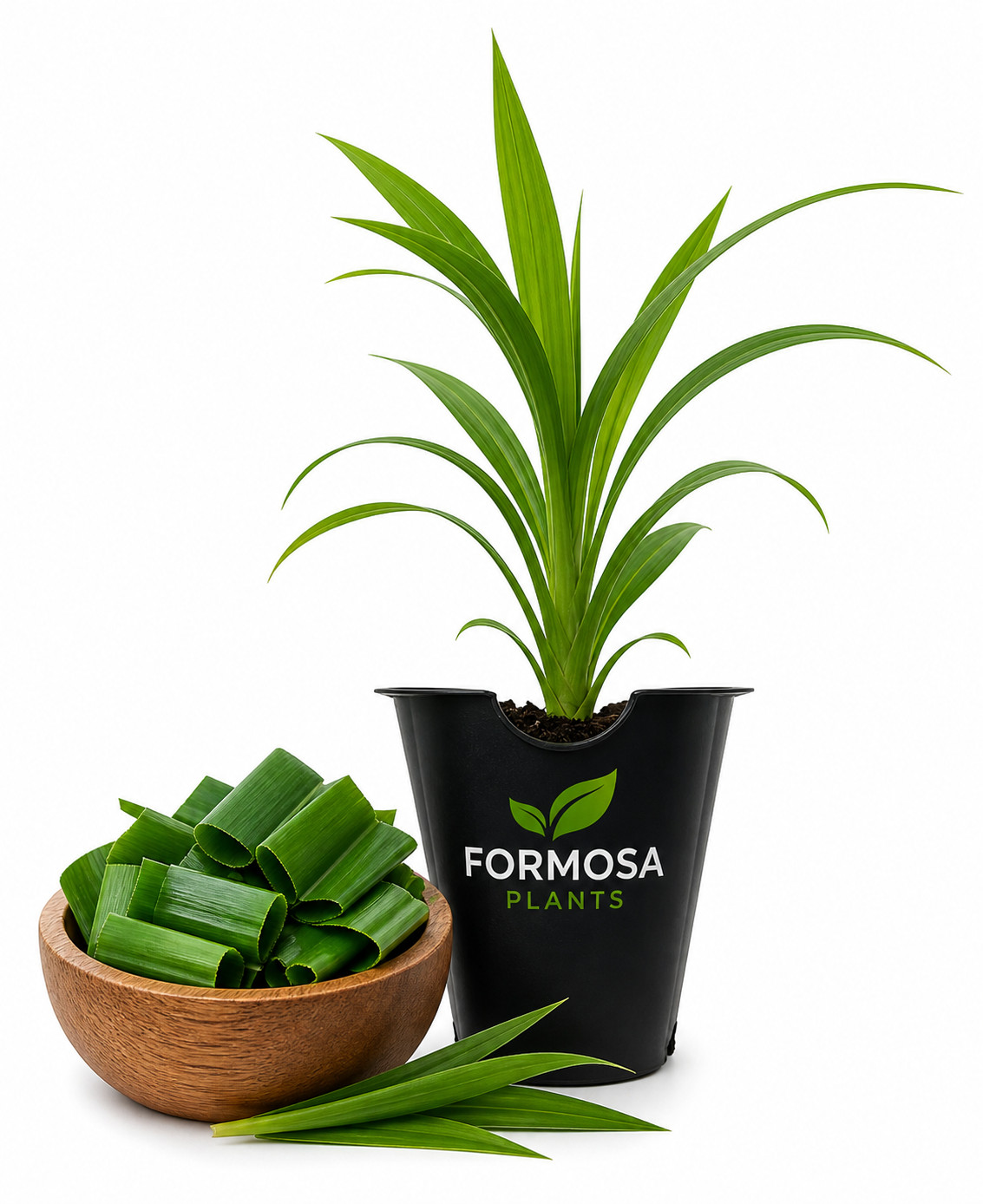 Pandan Plant-1 Live Plant in a 2 Inch Pot-Fragrant Herb-Pandanus amaryllifolius