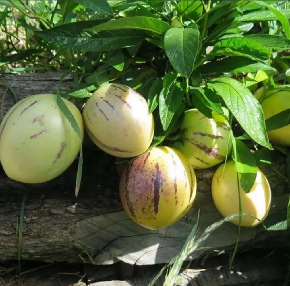 25 PCS Pepino Melon Seeds Solanum Muricatum Fruit Seeds Planting Garden Tool