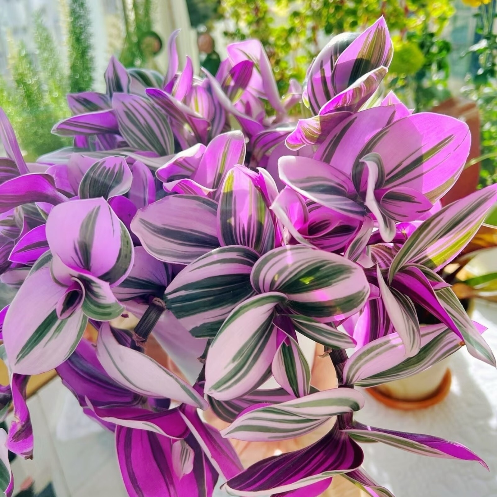 3 Unrooted 3”-4” Tradescantia Nanouk Cuttings Rare Pink Wandering Jew Houseplant