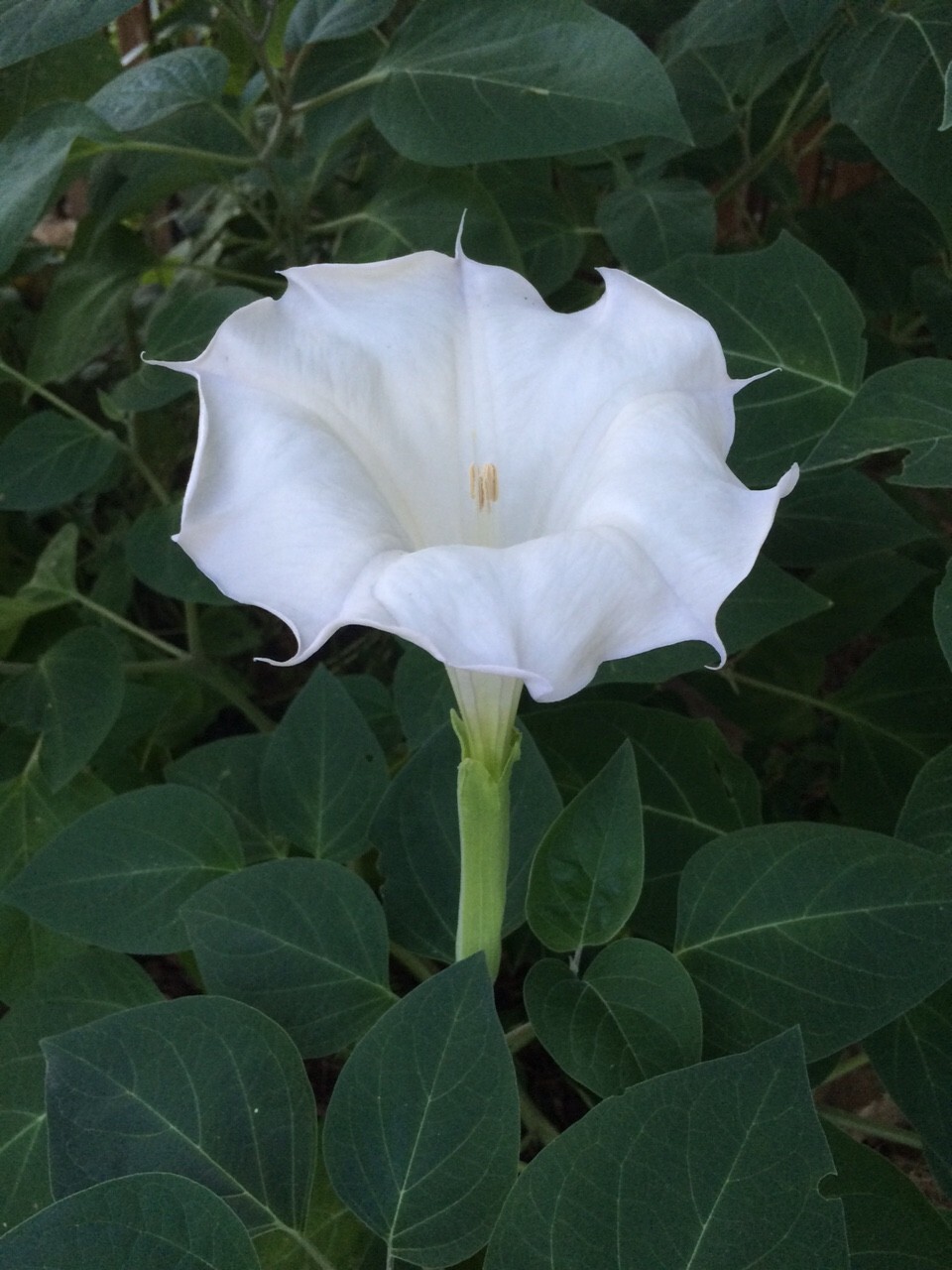 Moonflower BUSH Variety- 25 Seeds
