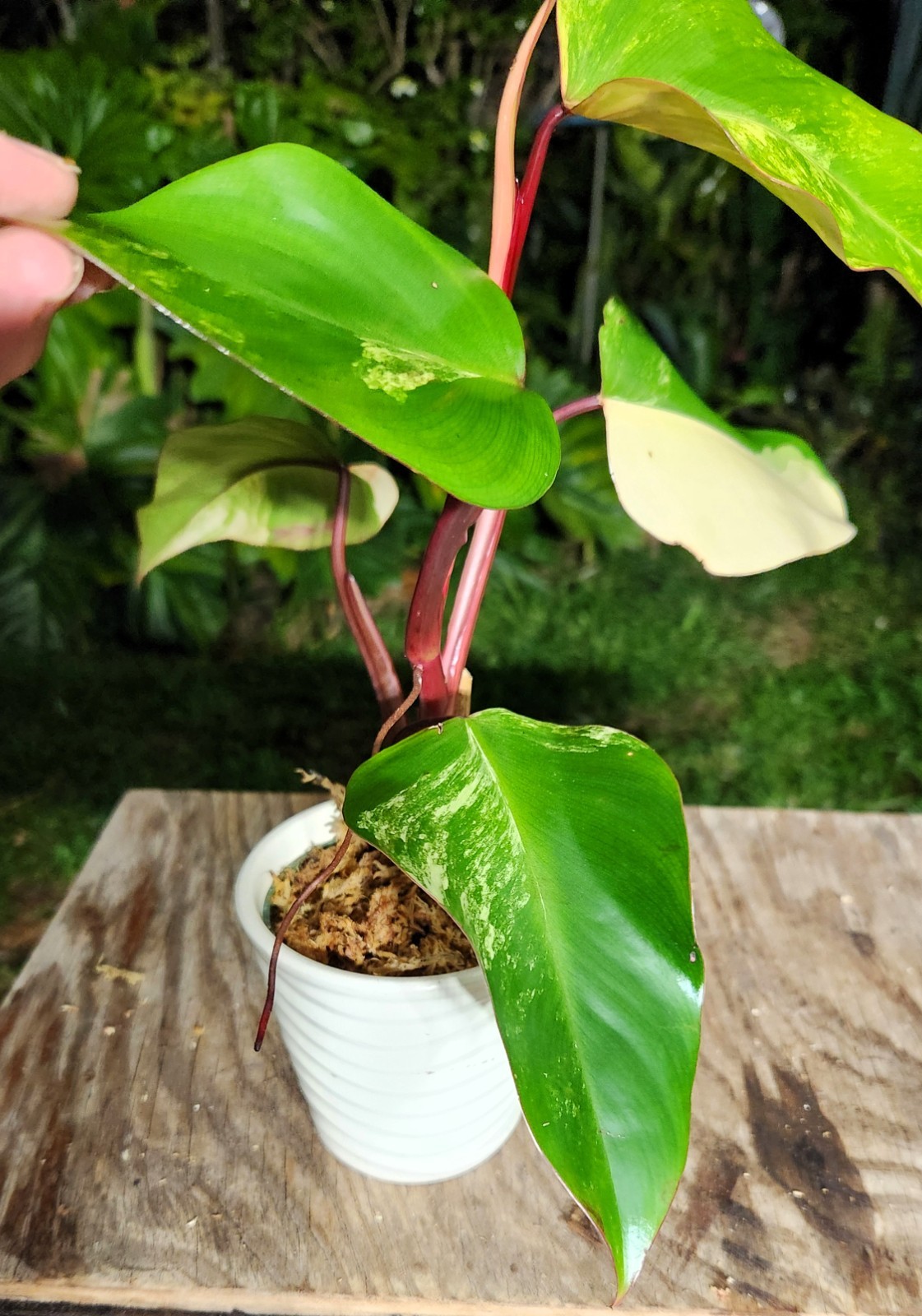 Philodendron Strawberry Shake Plant in 4″ Pot 10″ Tall 17″ Wide