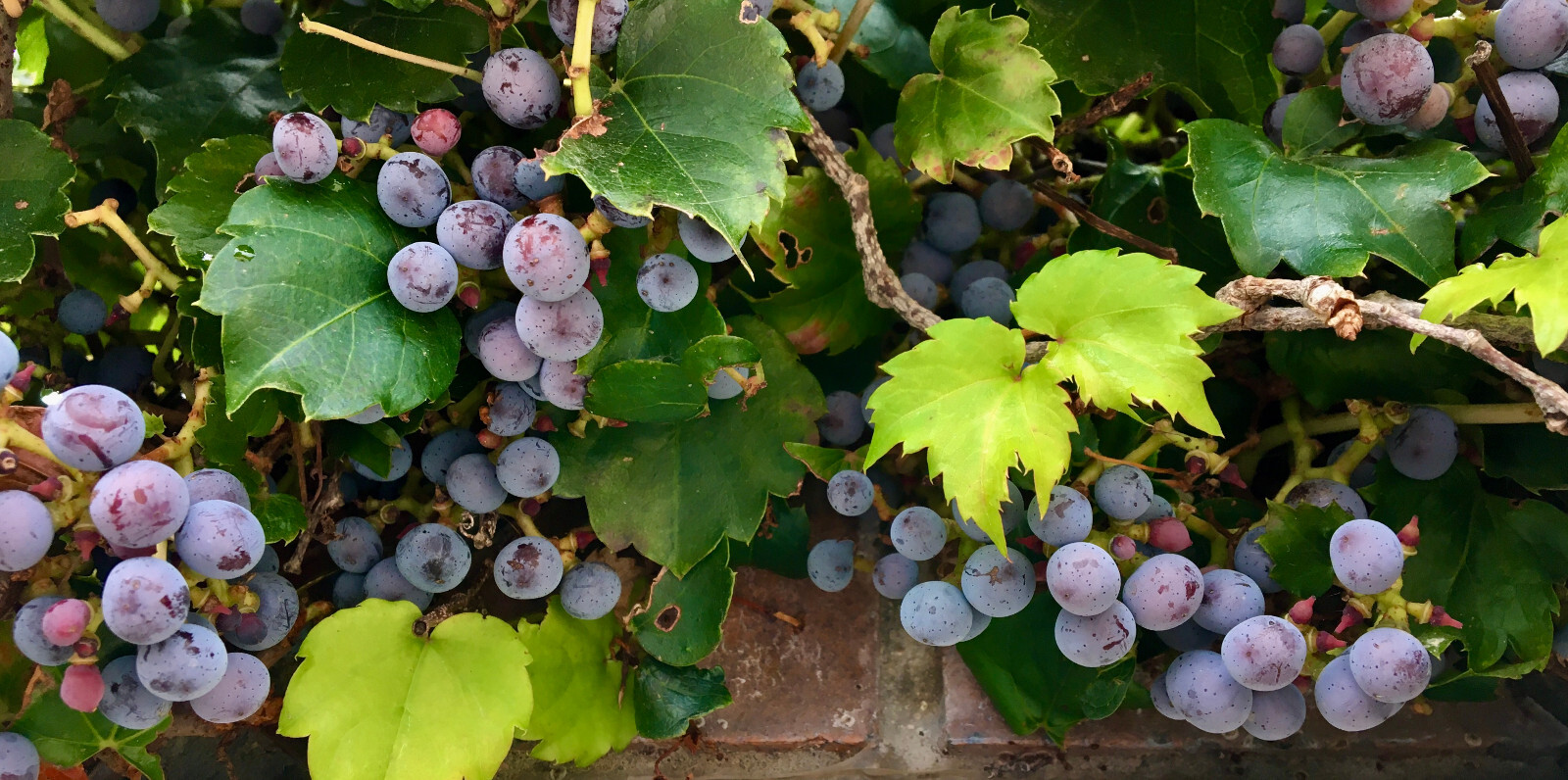 Classic Boston Ivy (Parthenocissus tricuspidata), 30 seeds – free shipping