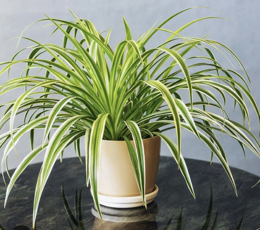 🪴CHLOROPHYTUM COMOSUM VARIEGATED SPIDER PLANT BARE ROOT/PUP🪴