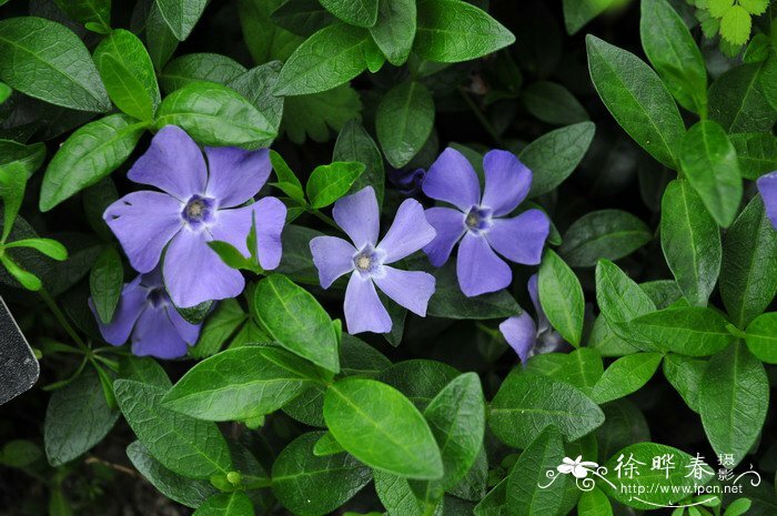 50 Periwinkle Vinca Minor Perennial Evergreen Ground Cover Spring Flowers USA