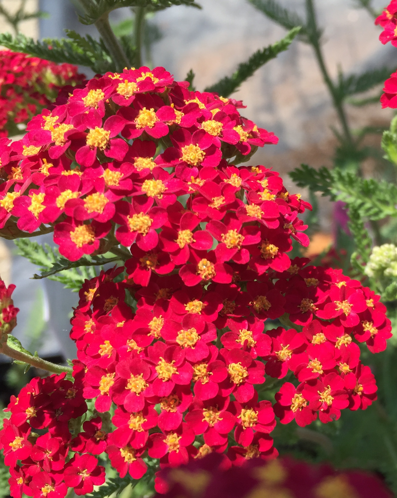 Yarrow Paprika 25 Plants in 3-1/2 inch Pots