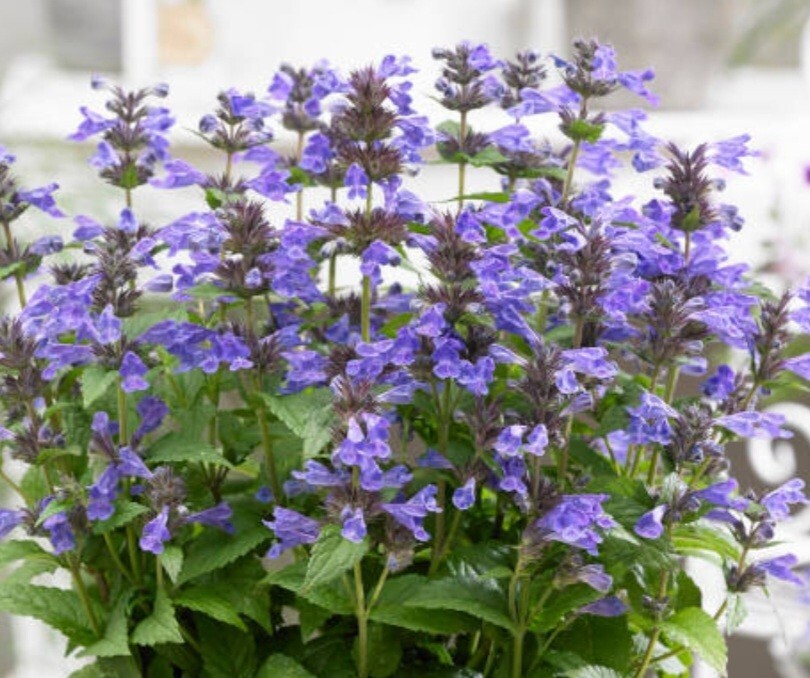Catnip Seeds, Nepeta Cataria