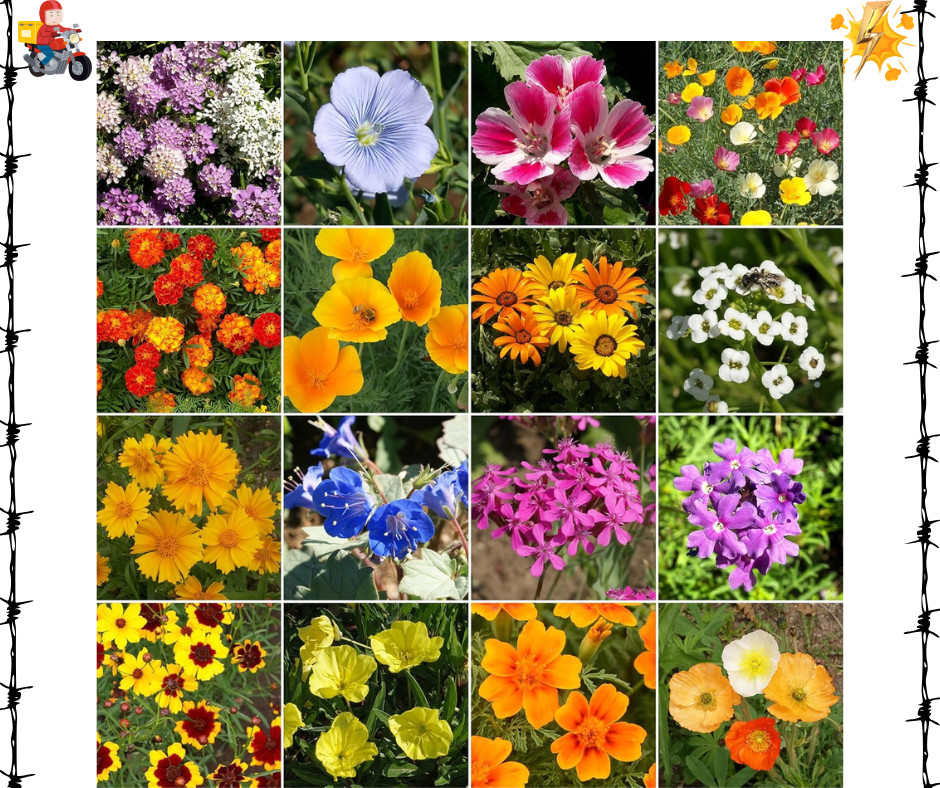 Dwarf Rainbow Colors Mix Bulk Wildflower Seeds, 1Lb