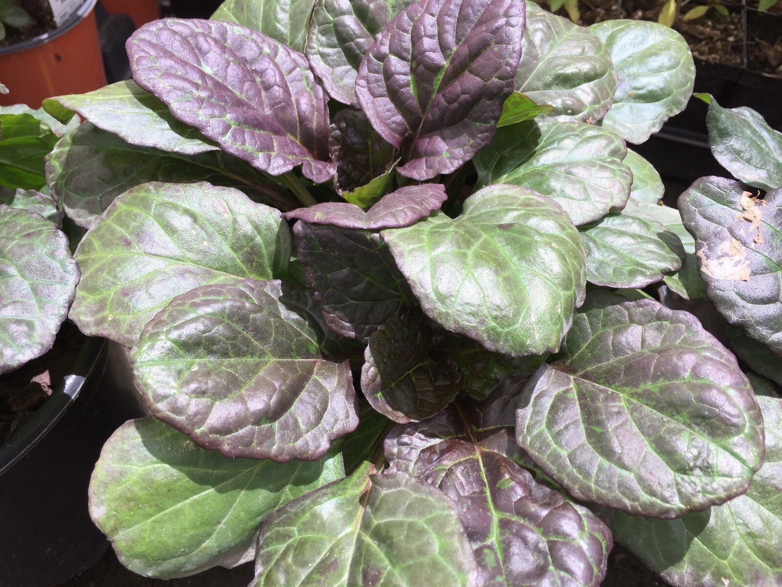 Ajuga Catlin’s Giant 25 Plants in 3-1/2 inch Pots