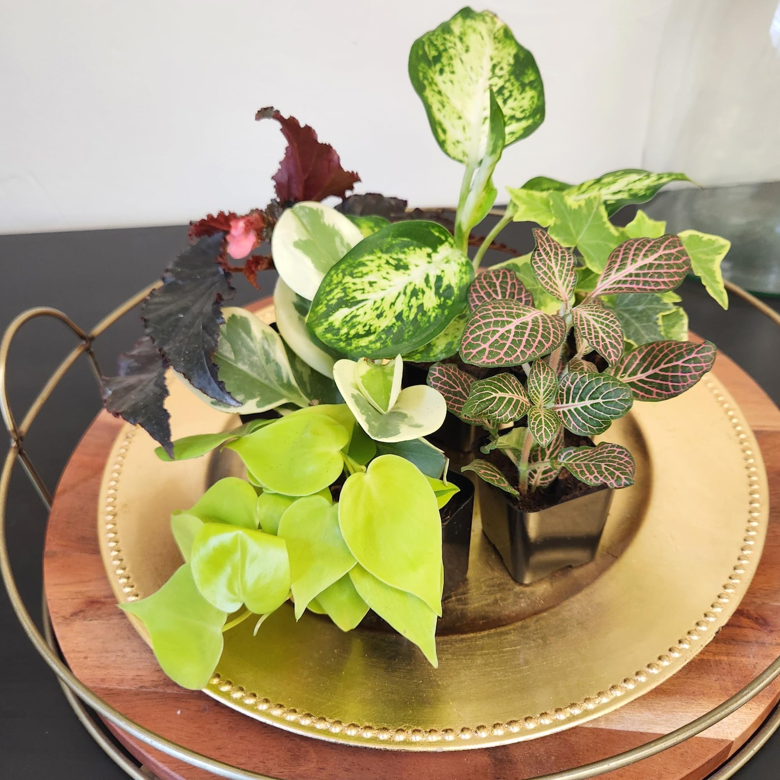 6 Pack Assorted Air Purifying Indoor Plants – Easy Care Houseplants in Pots