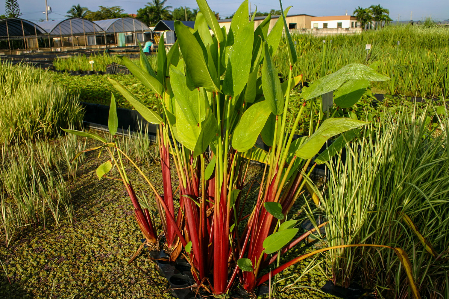 Live Red Stem Thalia Tropical Aquatic Marginal Pond/Bog Plant