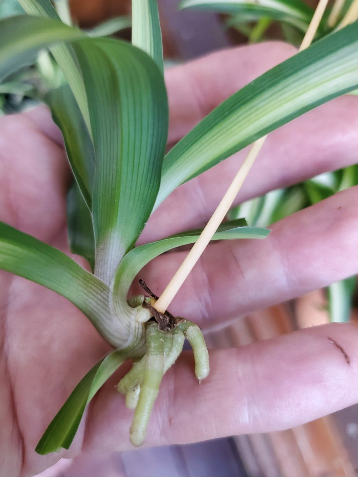 Dark Green Airplane Spider Plant Rooted Start Live Plant