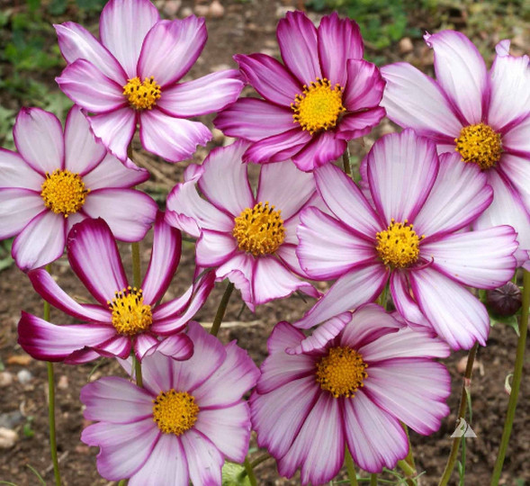 1000 Cosmos ‘Picotee’ Flower Seeds Bipinnatus