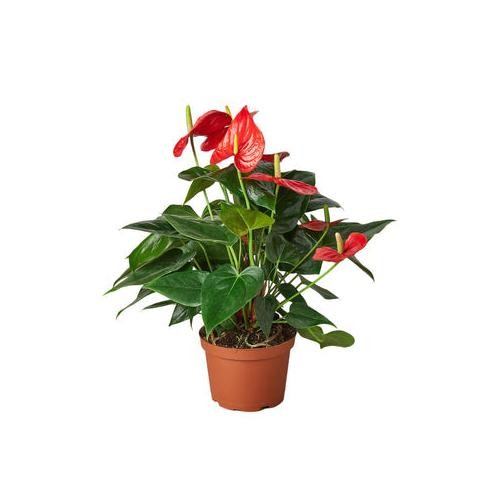 Anthurium Red • Flamingo Flower • Glossy Red Spathes • 6″ Pot