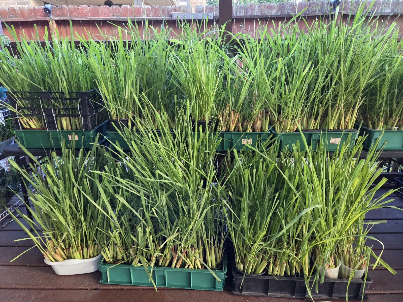 10 Lemongrass ROOTED Stalks, Mosquito Repellent, Easy to Plant Citronella