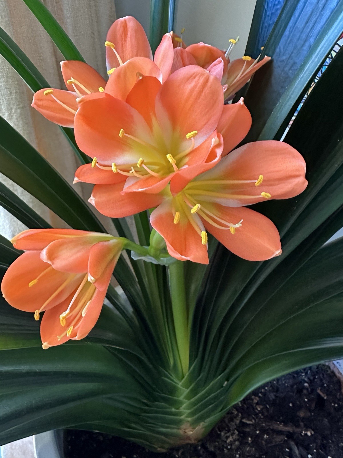 Clivia Miniata plants, Bush Lily, 6-8 leaves, Live Evergreen, Rare