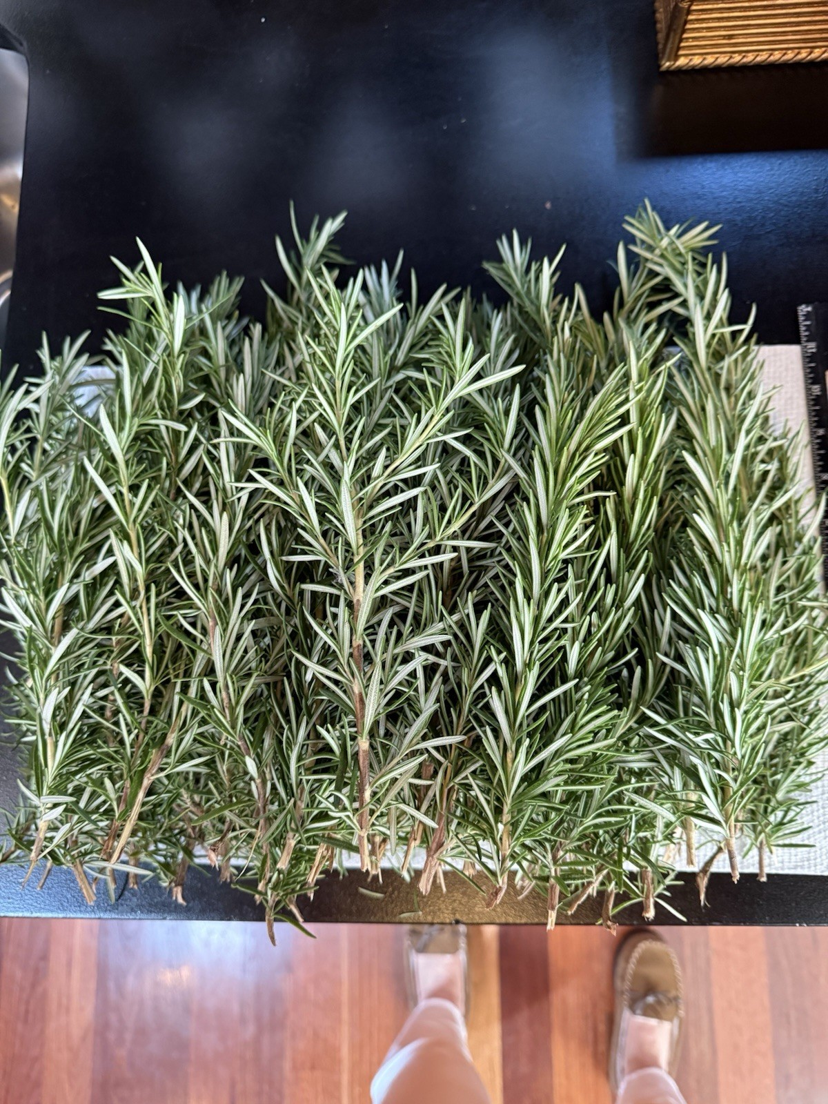 50 Fresh Organic Rosemary Stems, Cuts Fresh By Order,grown In San Francisco