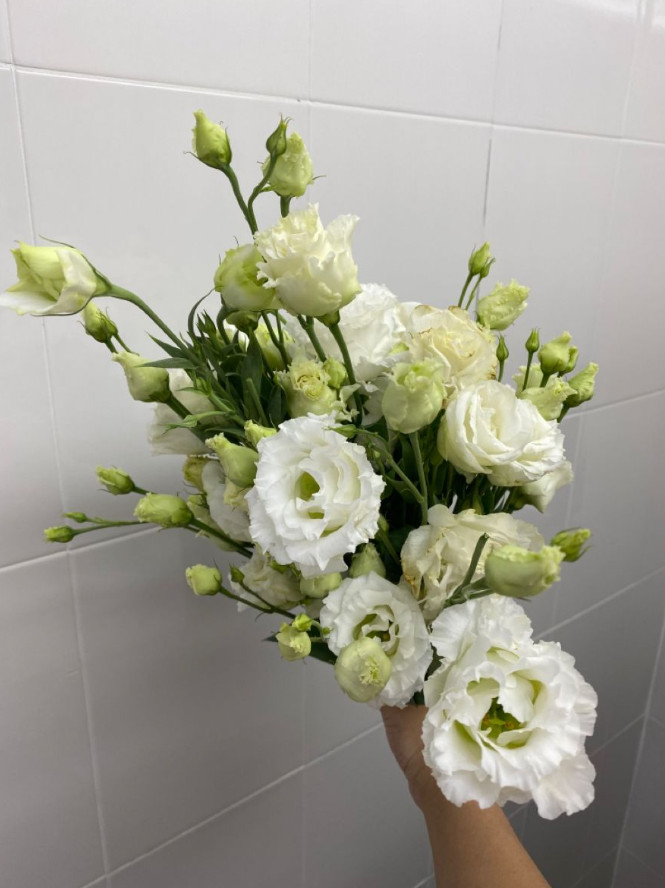 Lisianthus Arosa White III Live Plant Plug – 1–3″ Tall – Cut Flower Garden Plant