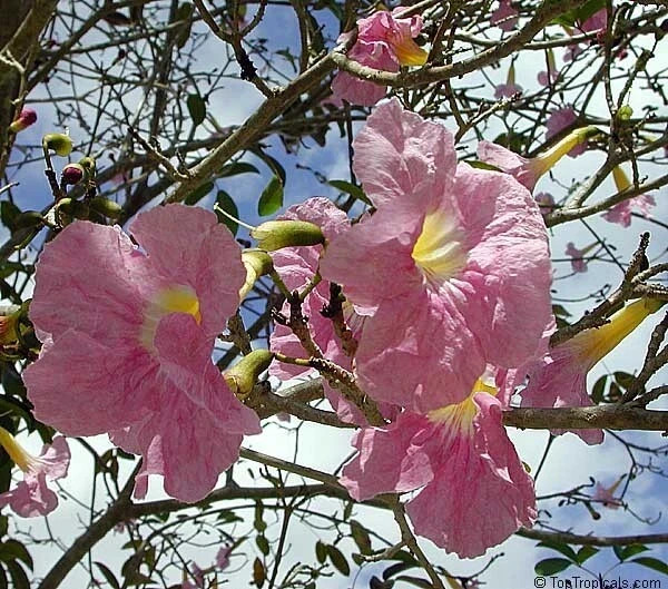 24”-36” Tabebuia Trumpet Tree-Tabebuia heterophylla-Rooted Starter Plant
