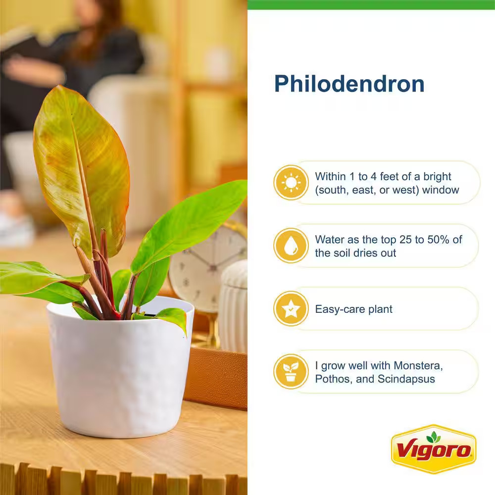Grower’S Choice Philodendron Plant in 10 In. White Decor Pot, Avg. Shipping Heig