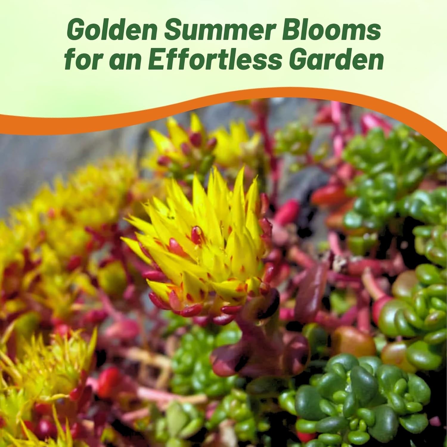 2000 Seeds Sedum Oreganum Stonecrop Seeds For Planting – Stonecrop Ground