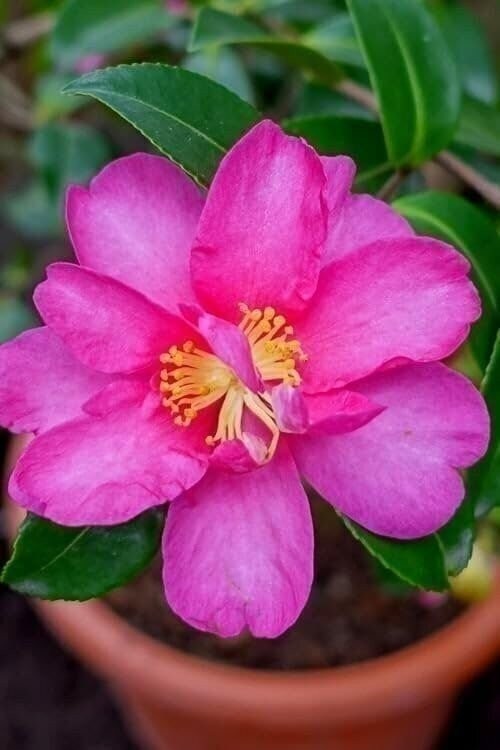 Camellia Kaniiro | 3 Gallon | Camellia japonica | Winter Blooms | Shade Tolerant
