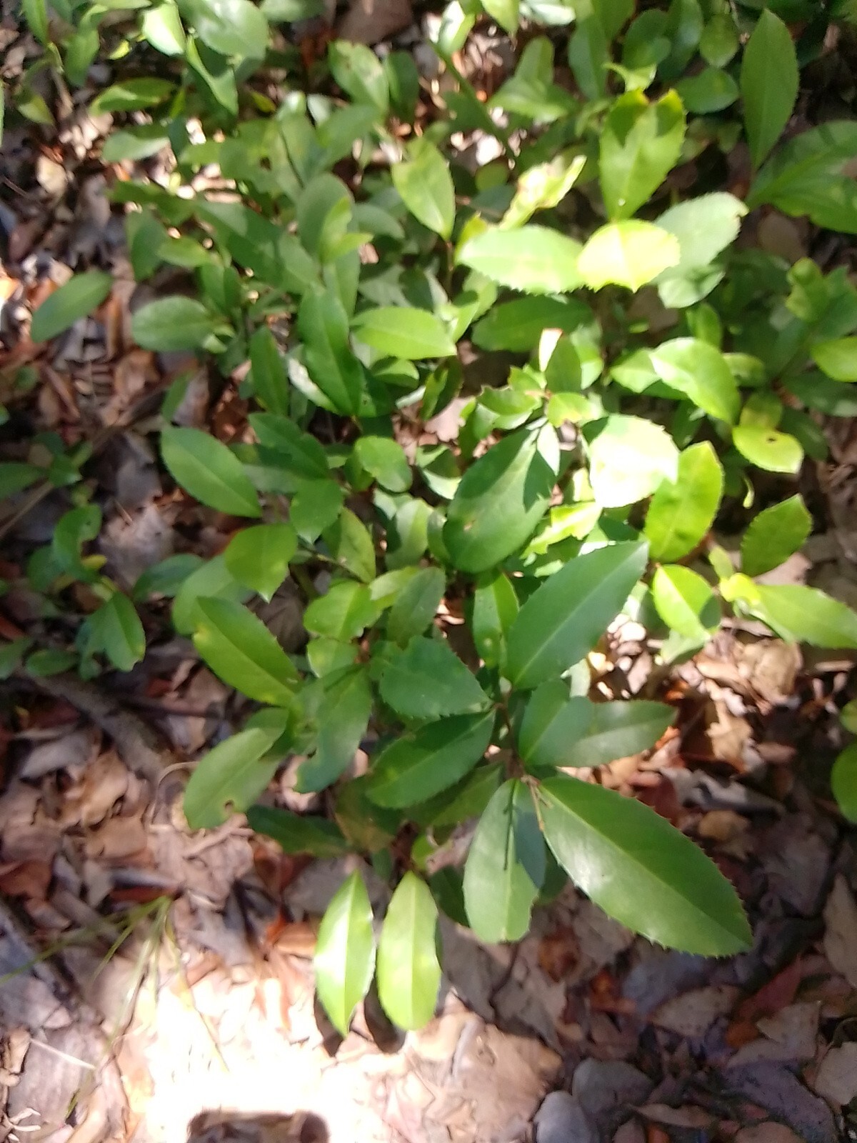 2 Rooted TX Florida Live Oak Tree Evergreen Quercus Virginiana Plants 6″-12″