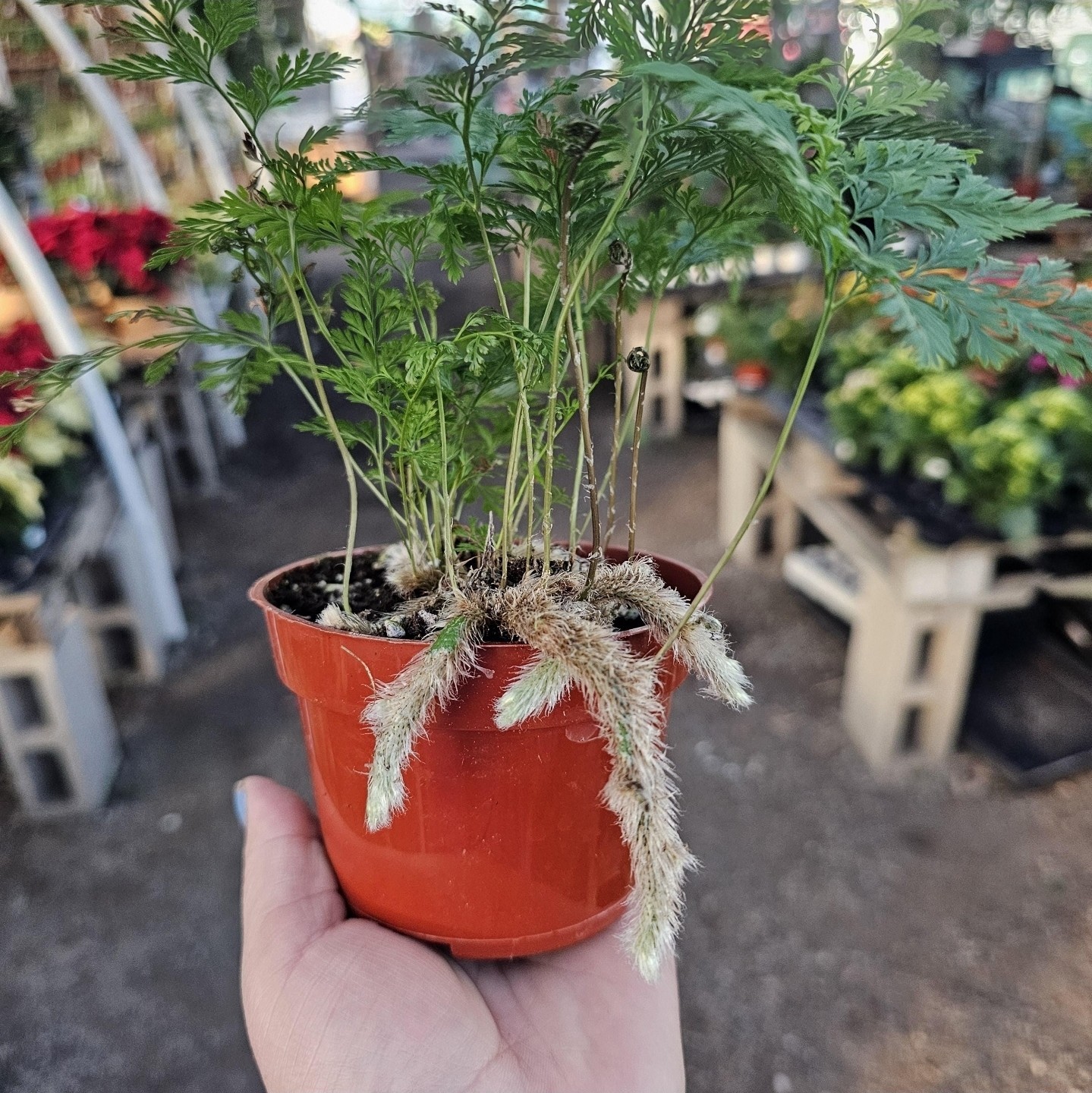 Rabbit’s Foot Fern, Footed Rabbit 4 inch Pot, Davallia canariensis fejeensis, De
